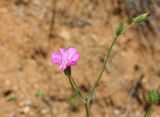 Knautia orientalis