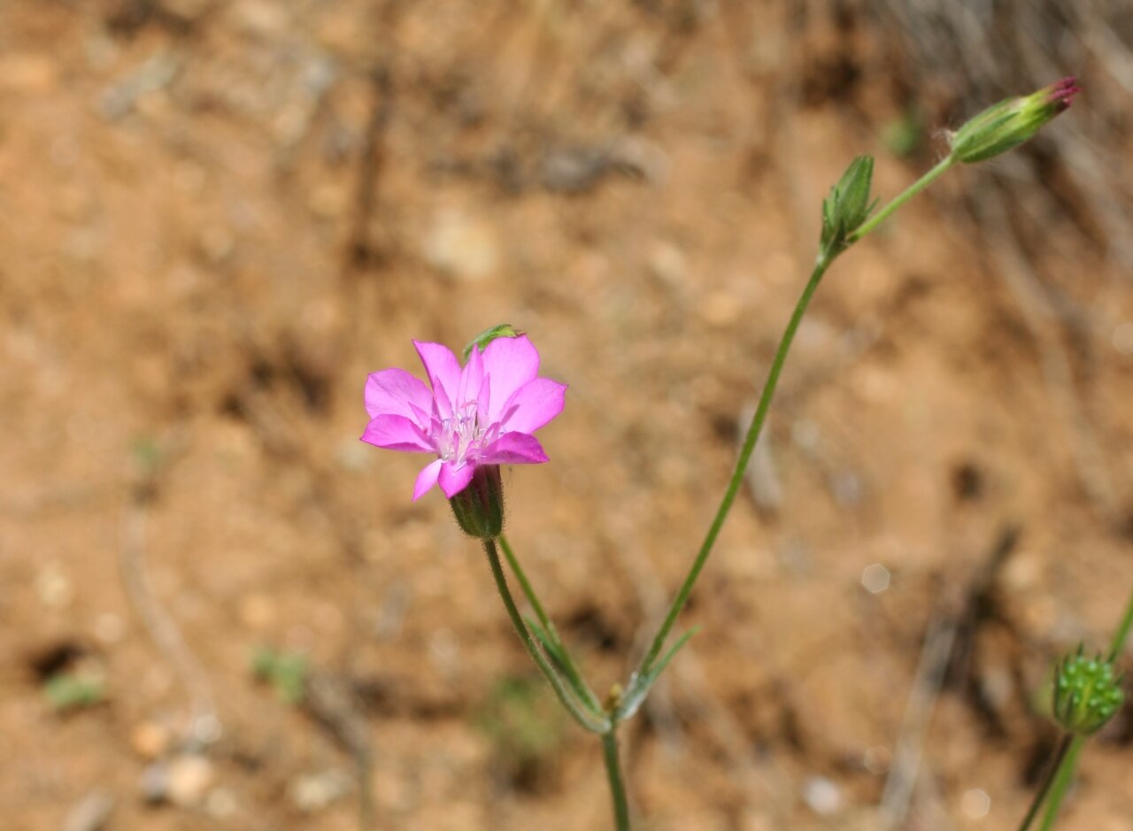 Изображение особи Knautia orientalis.