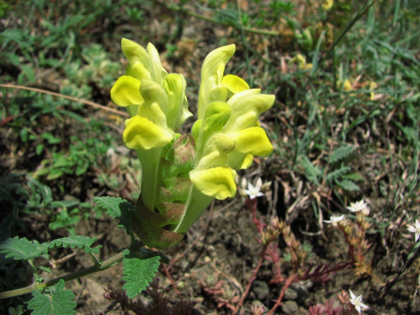 Image of Scutellaria oreophila specimen.