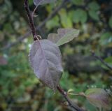 Malus baccata