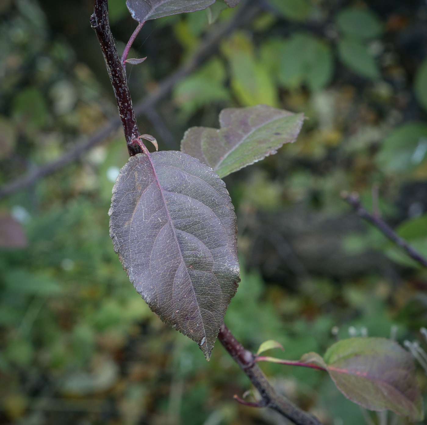 Image of Malus baccata specimen.