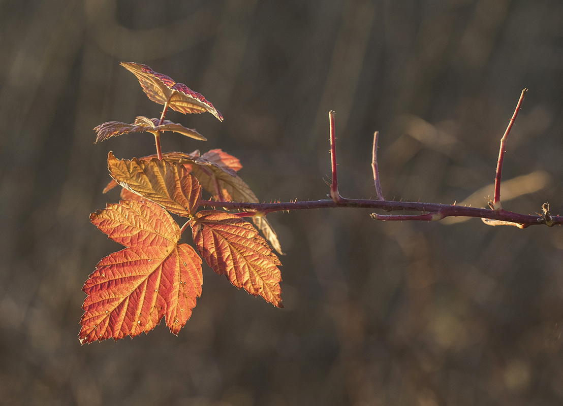 Image of Rubus idaeus specimen.