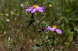 Cistus creticus