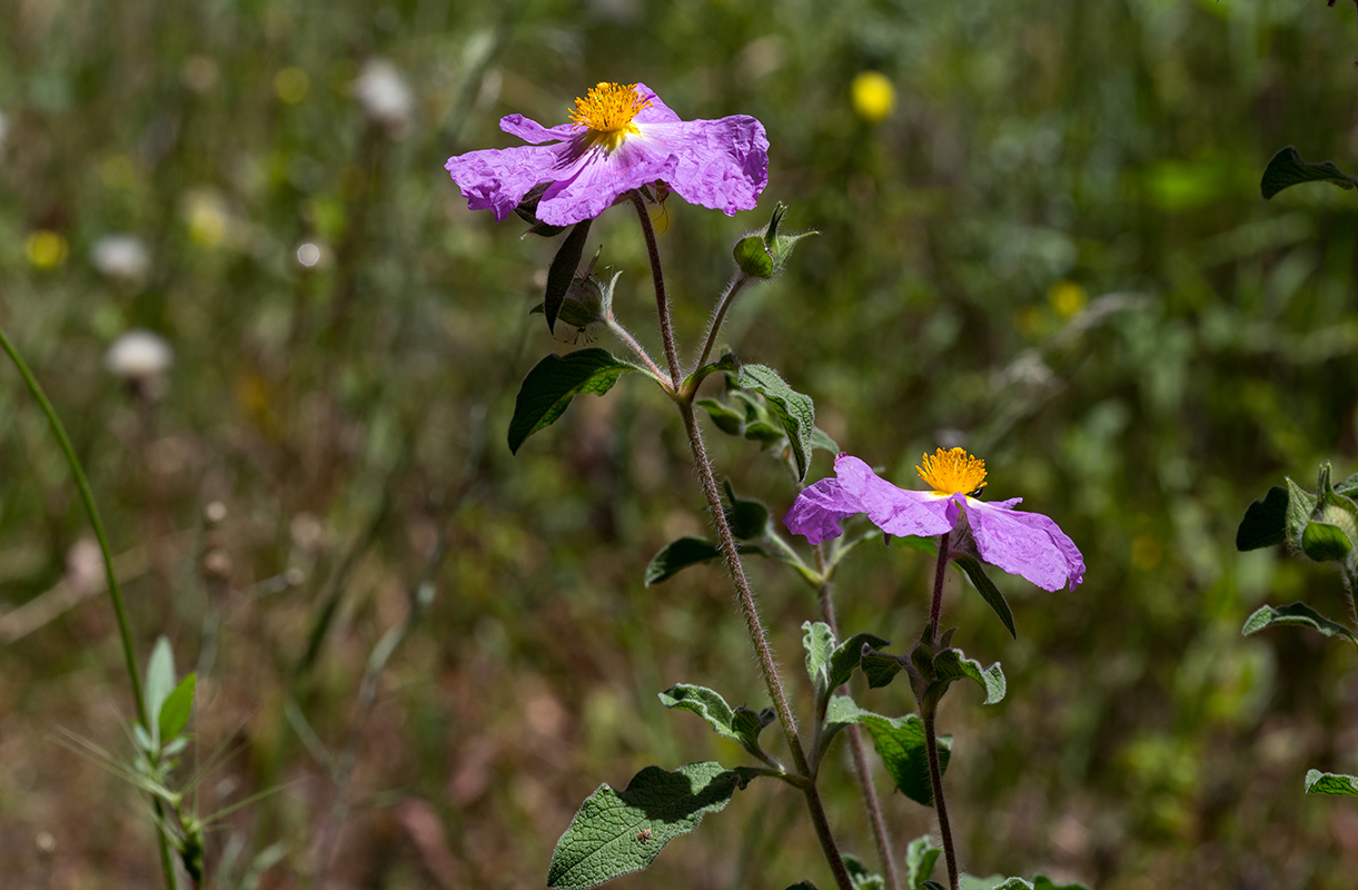 Изображение особи Cistus creticus.