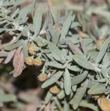 genus Artemisia