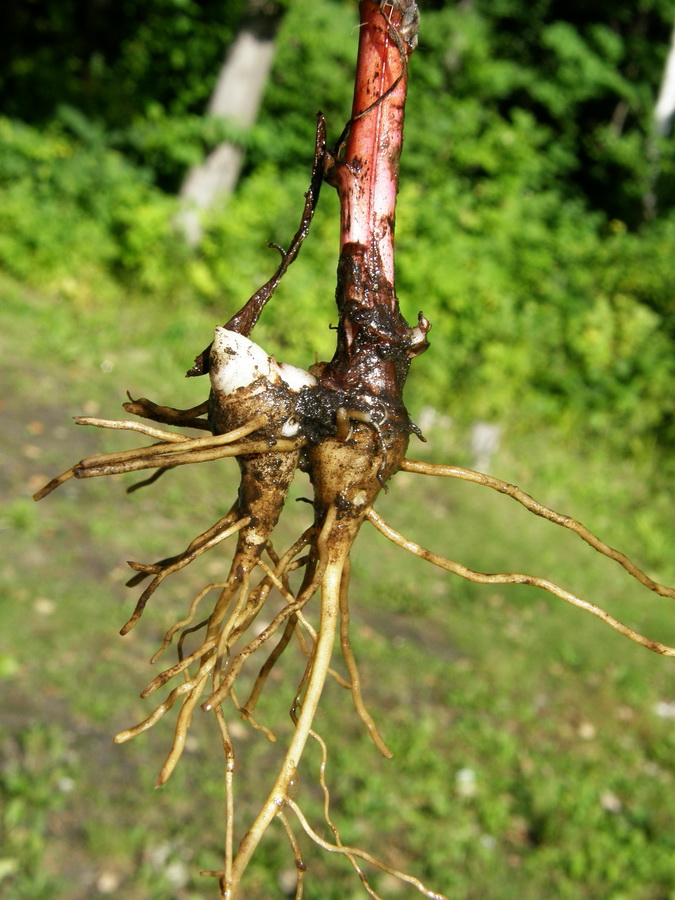 Image of Aconitum sczukinii specimen.