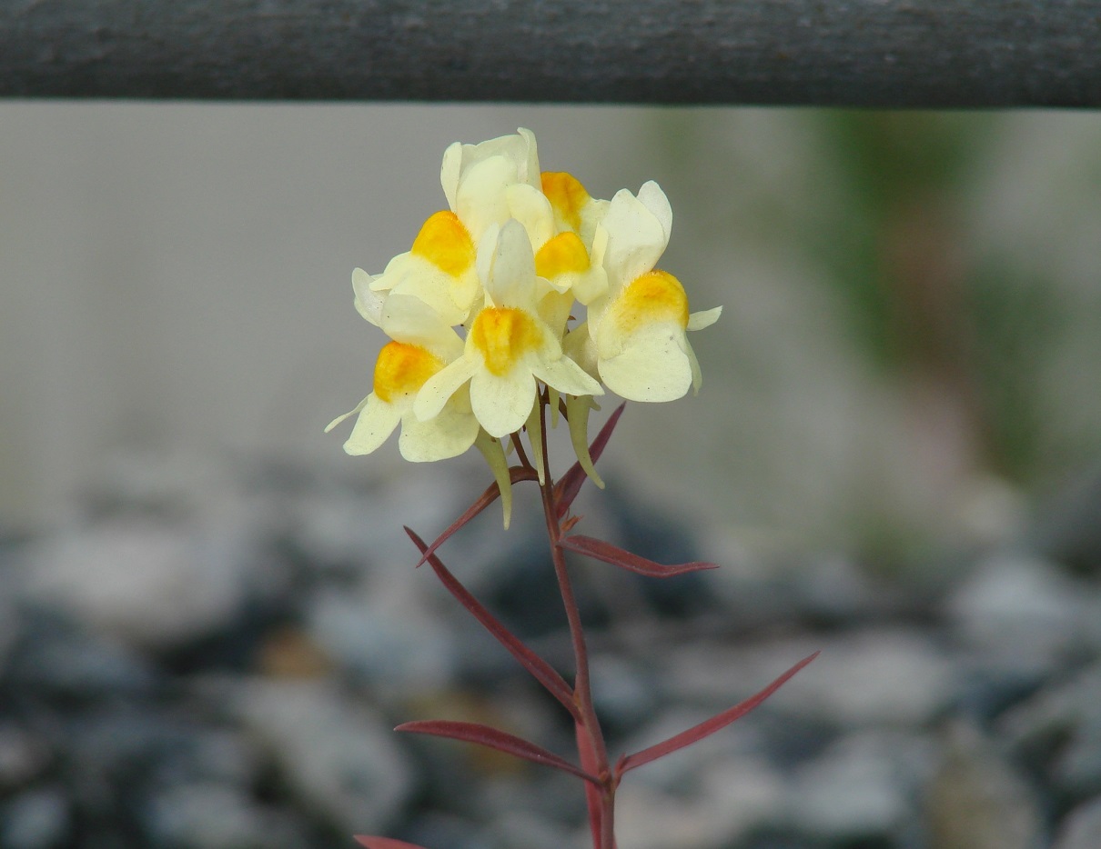 Image of genus Linaria specimen.