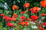 Papaver orientale