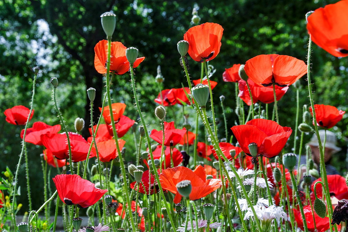 Изображение особи Papaver orientale.