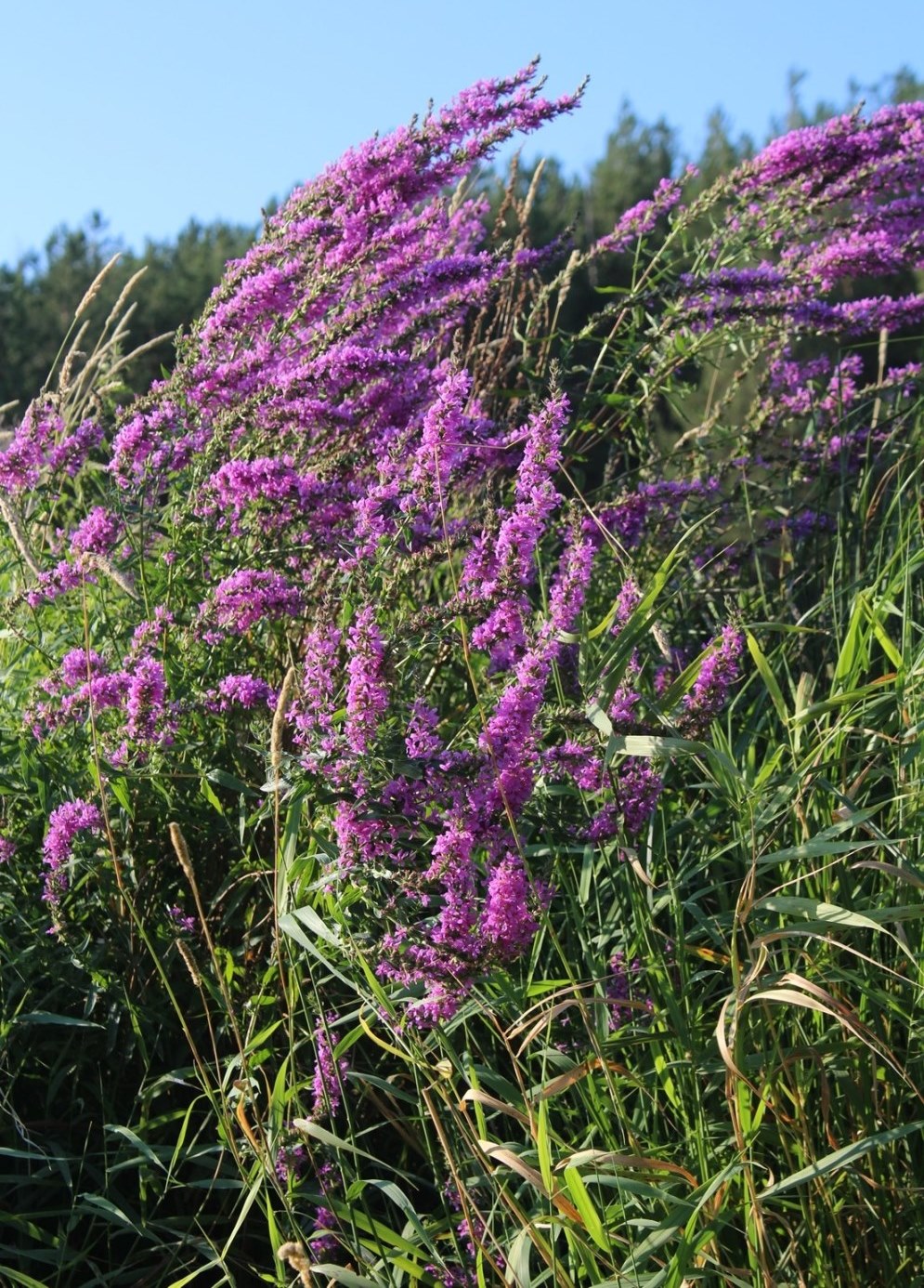 Image of Lythrum salicaria specimen.