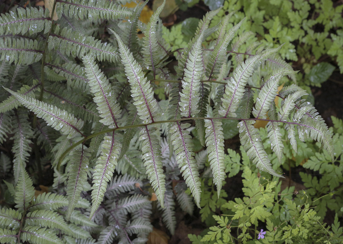 Image of Athyrium niponicum specimen.