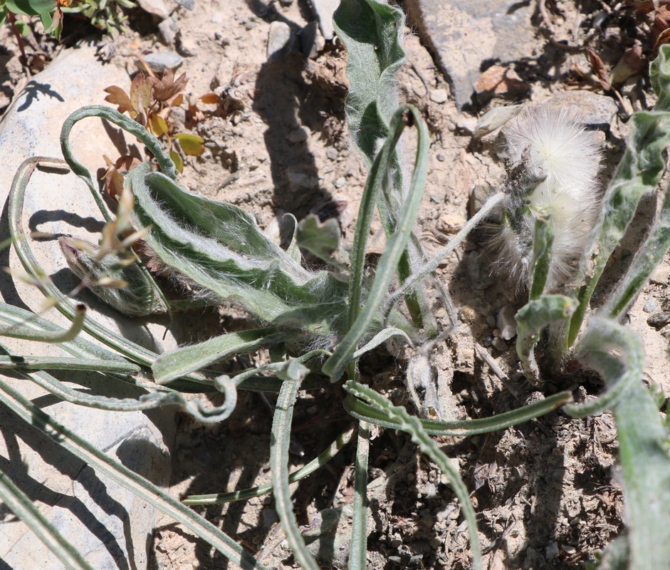 Image of genus Scorzonera specimen.