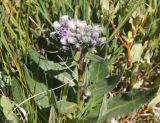 Saussurea subacaulis. Верхушка цветущего растения. Республика Алтай, Кош-Агачский р-н, окр. стоянки Аргамджи, рядом с р. Калгуты, 2200 м н.у.м., луг. 3 августа 2020 г.