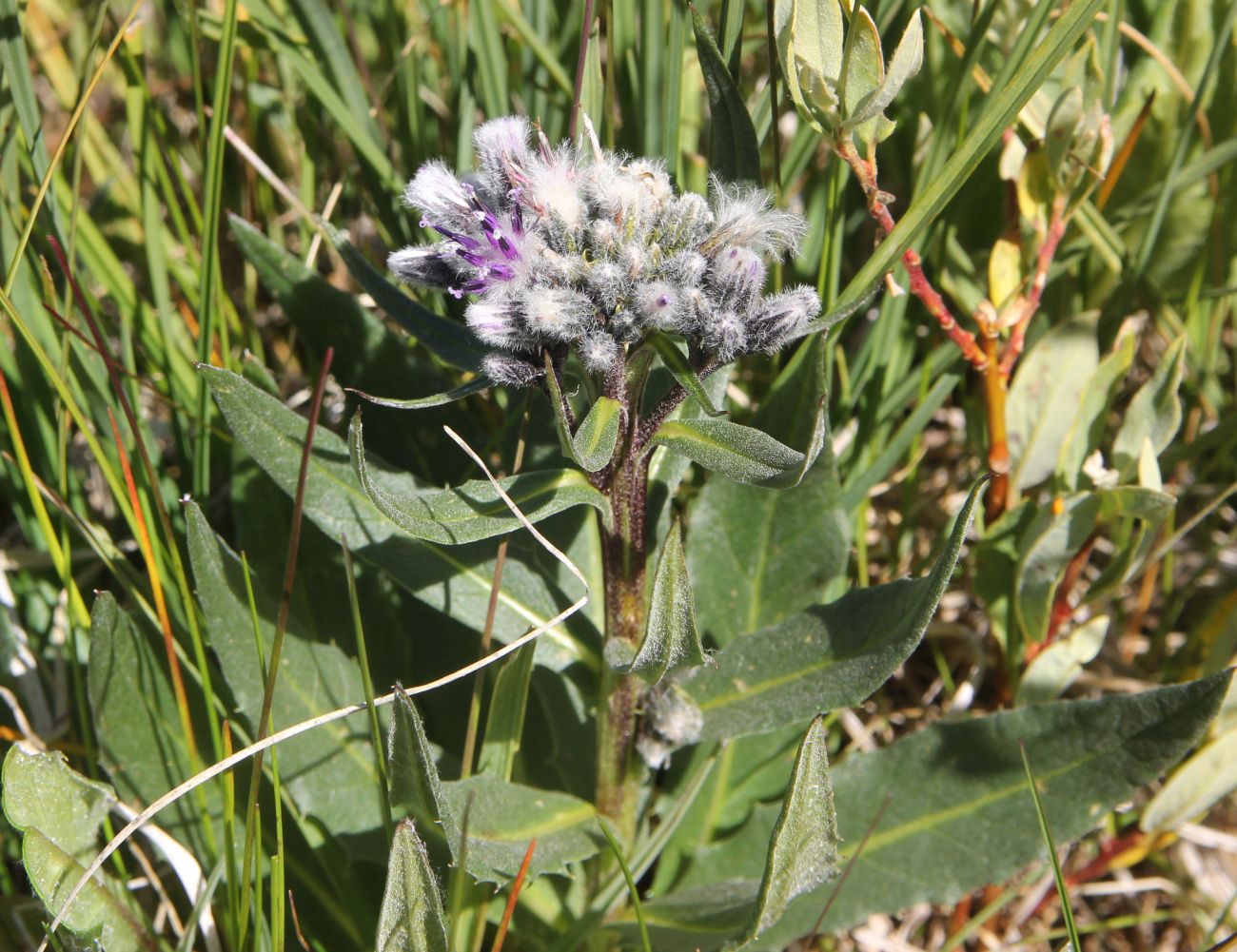 Image of Saussurea subacaulis specimen.
