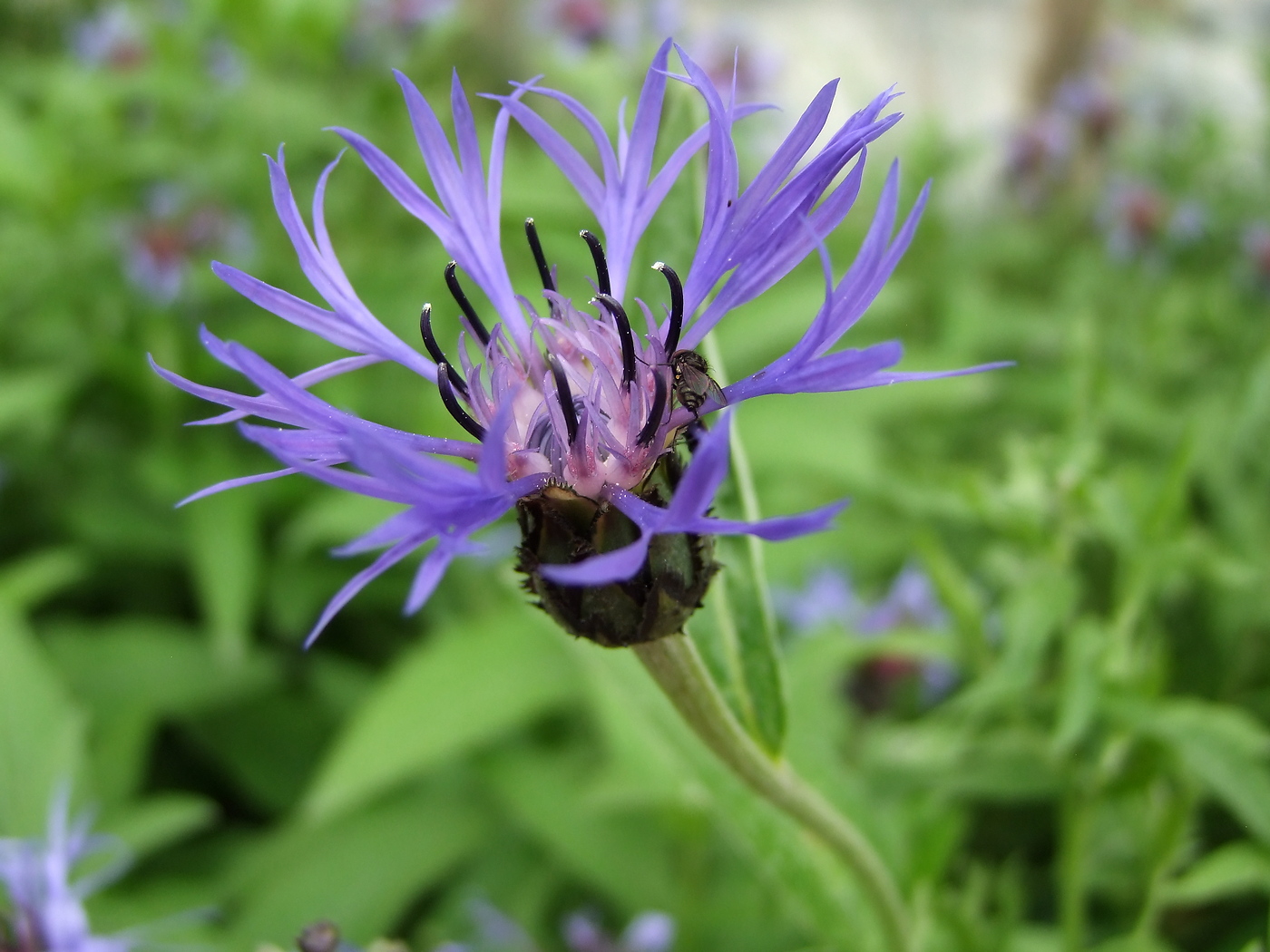 Image of Centaurea montana specimen.