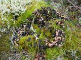 Peltigera malacea. Группа талломов с апотециями на моховой подушке. Красноярский край, Ермаковский р-н, парк \"Ергаки\", Западный Саян, северная оконечность Куртушибинского хребта, склон к Чёрному оз., заросший курумник. 09.08.2020.