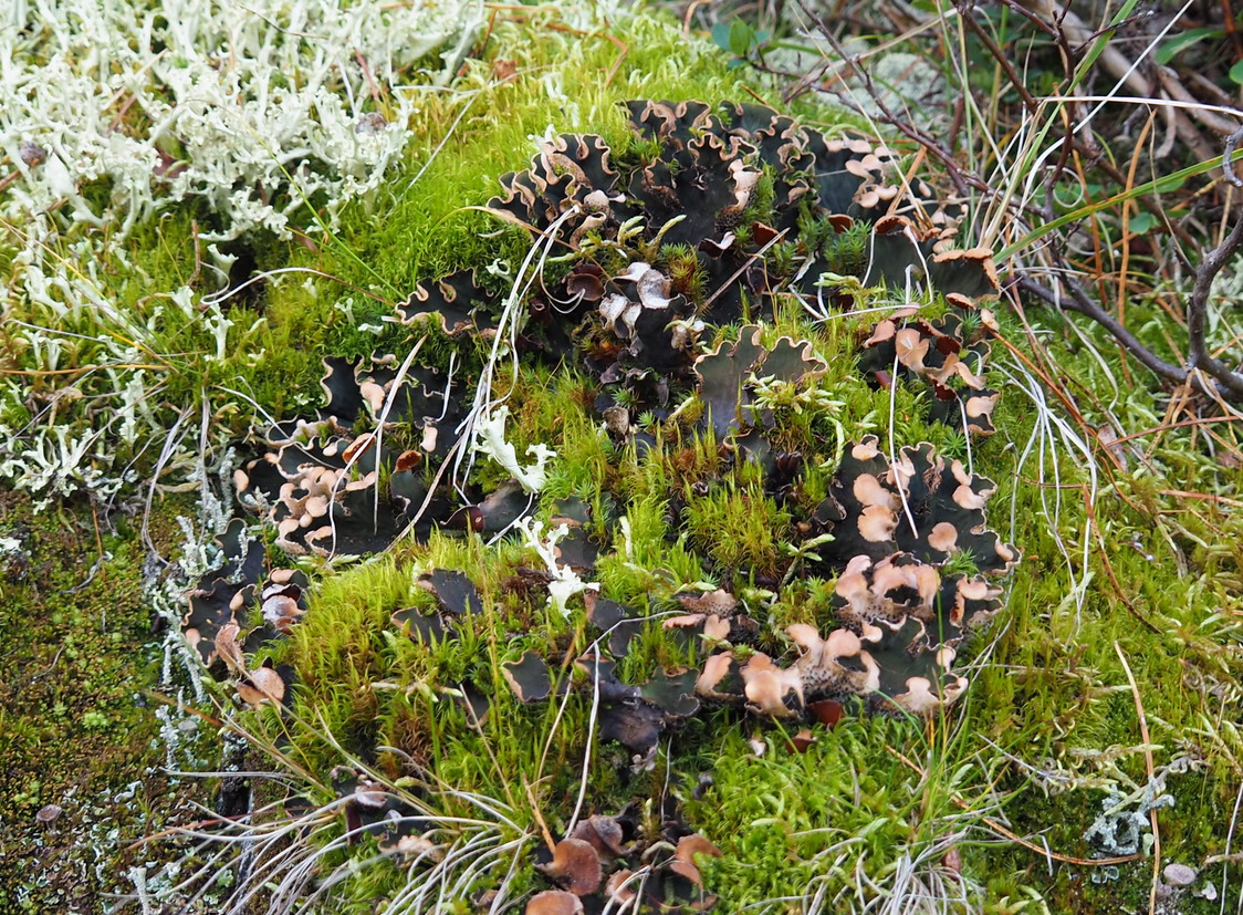 Image of Peltigera malacea specimen.