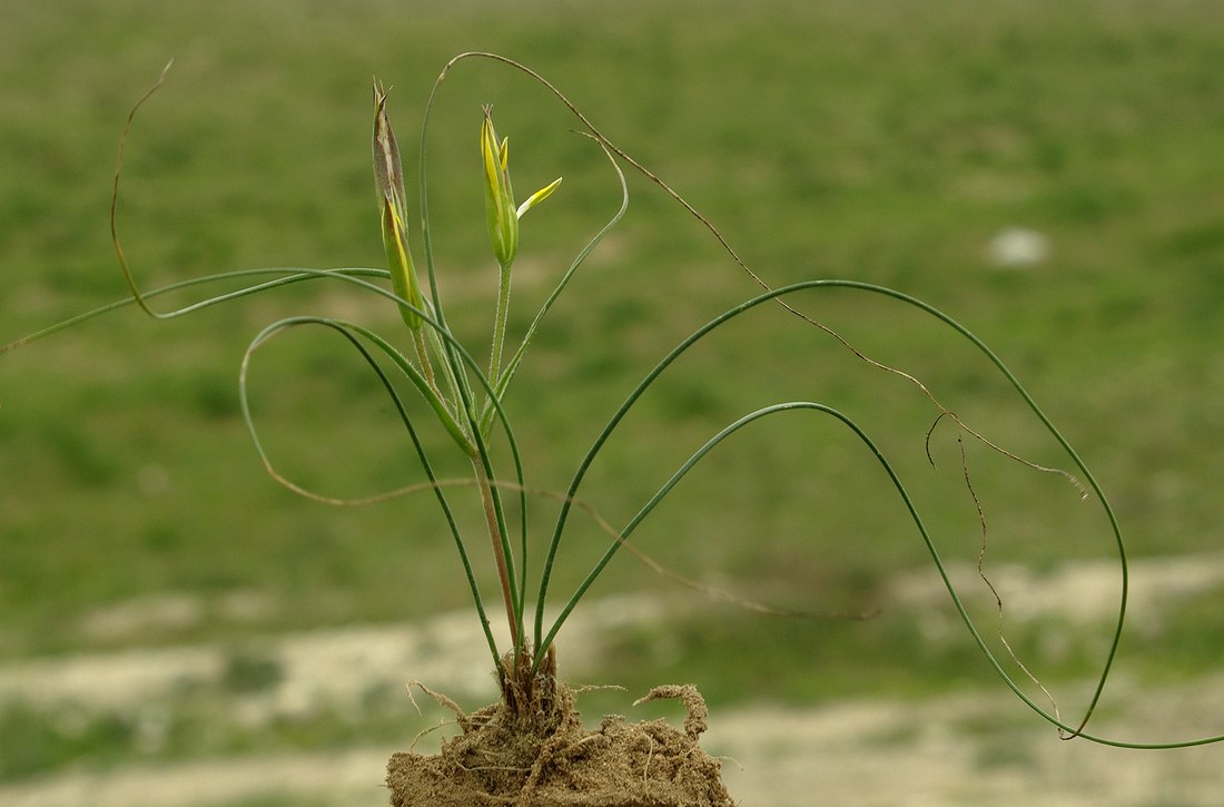 Image of Gagea reticulata specimen.