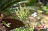 Kalanchoe marmorata