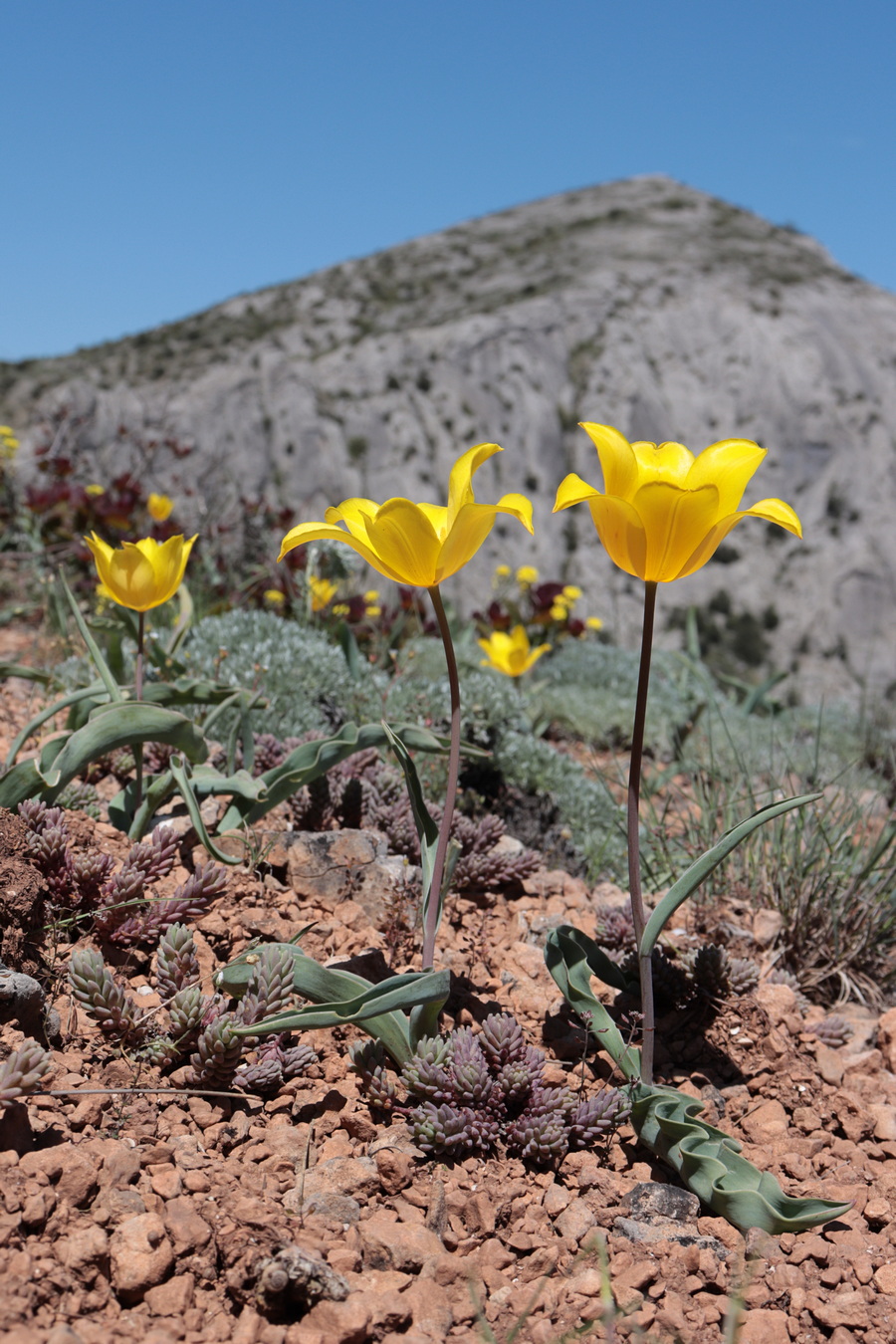 Image of Tulipa suaveolens specimen.