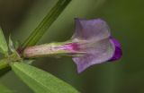 Vicia angustifolia