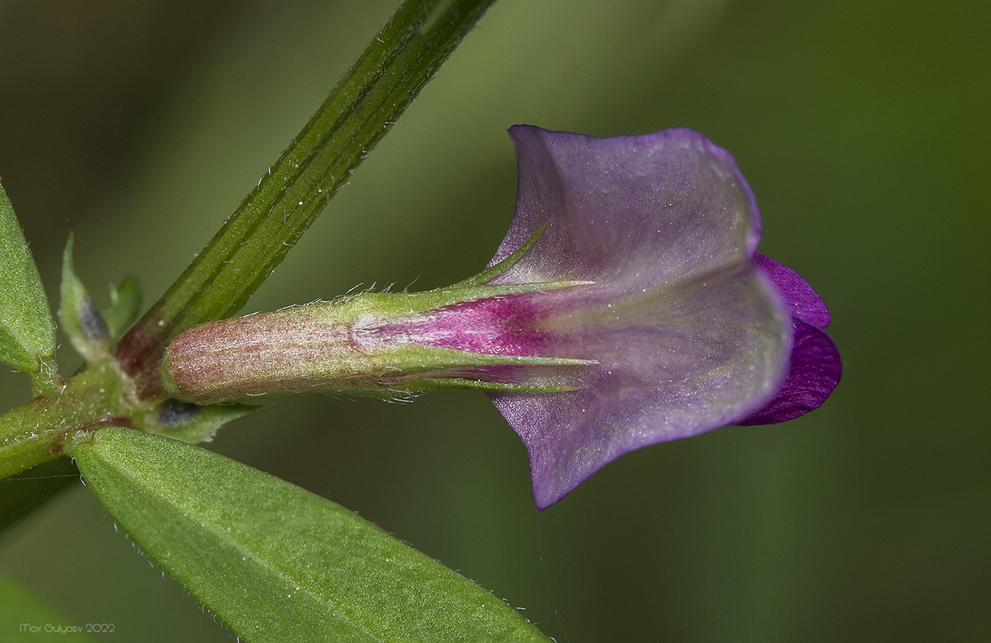 Изображение особи Vicia angustifolia.