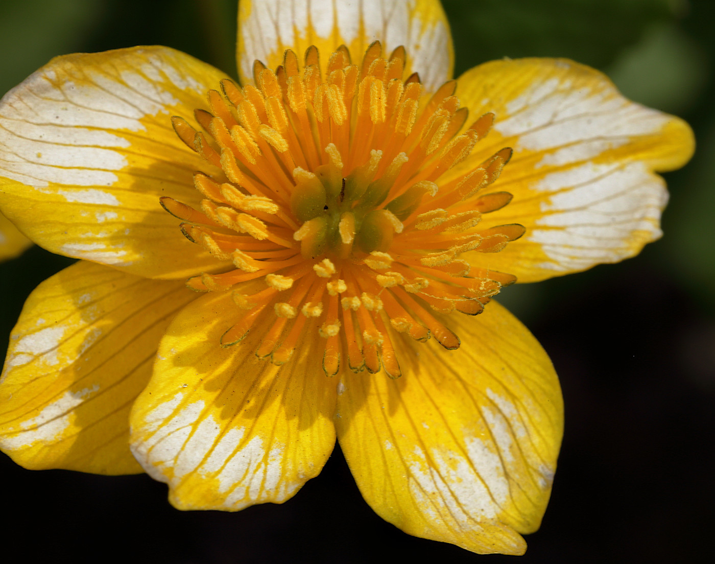 Изображение особи Caltha silvestris.