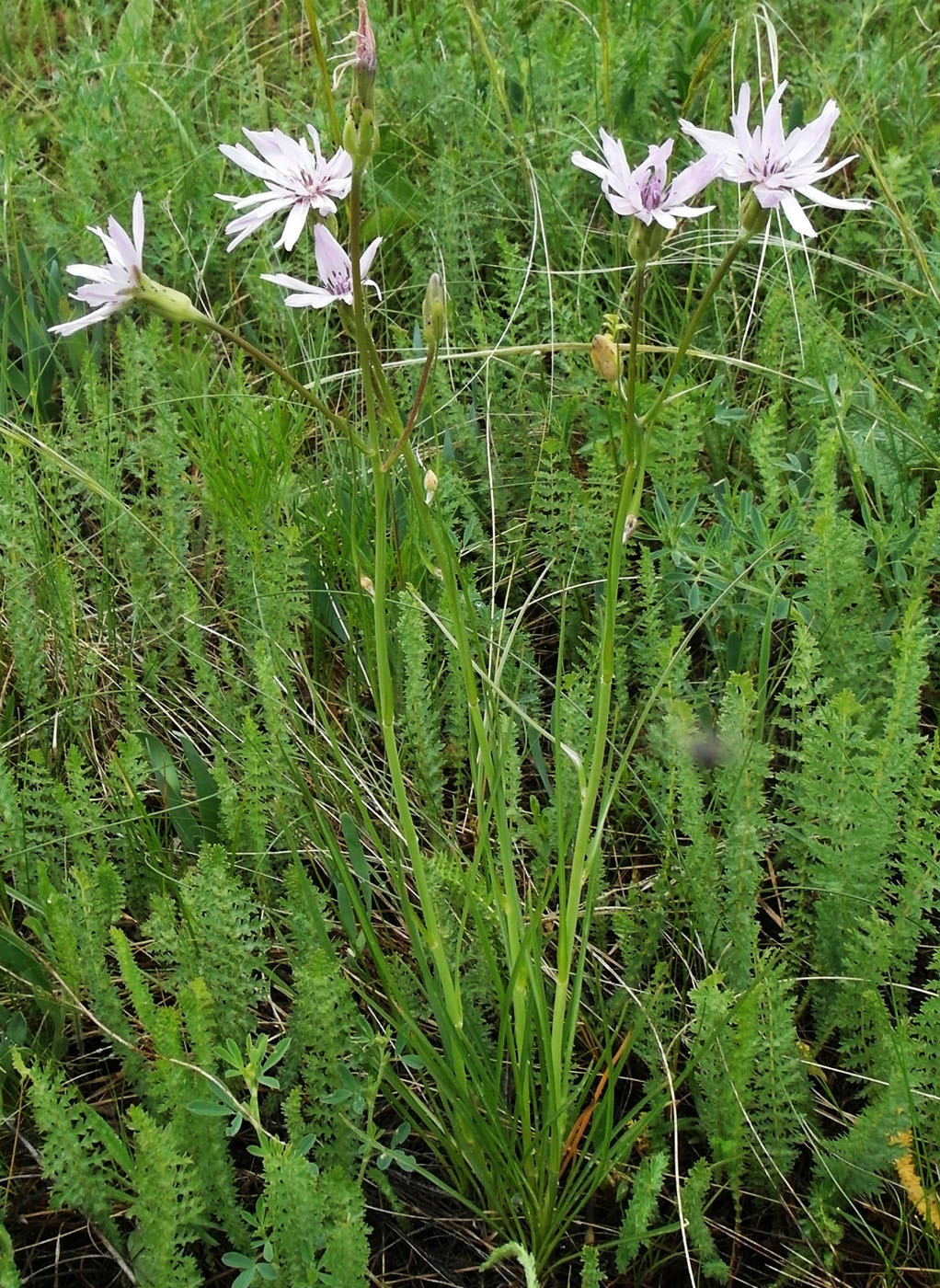 Изображение особи Scorzonera purpurea.