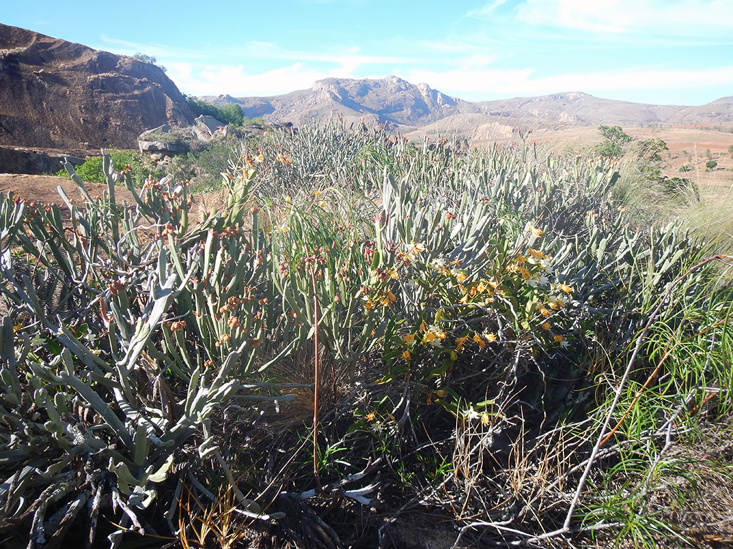 Image of genus Euphorbia specimen.