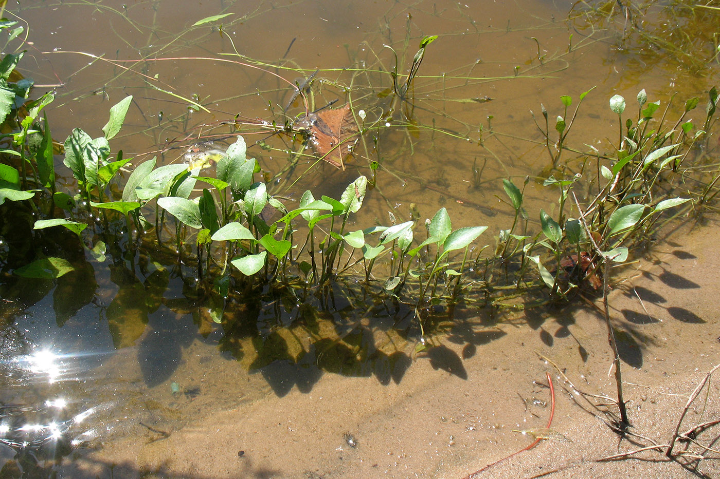 Image of Rorippa amphibia specimen.