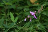 genus Desmodium. Верхушка цветущего растения. Республика Абхазия, г. Сухум. 22.08.2009.