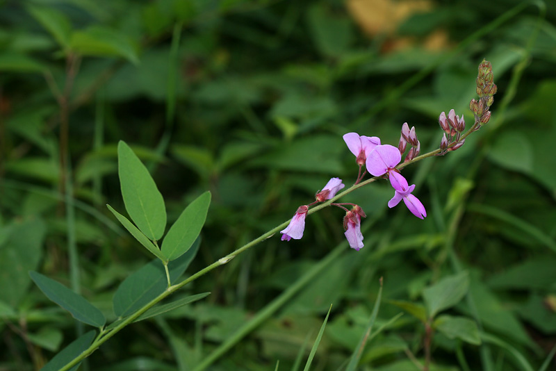 Изображение особи род Desmodium.