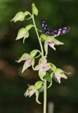 Epipactis leptochila. Соцветие с бабочкой Amata nigricornis. Горный Крым, окр. с. Генеральское, буковый лес. 15 июля 2022 г.