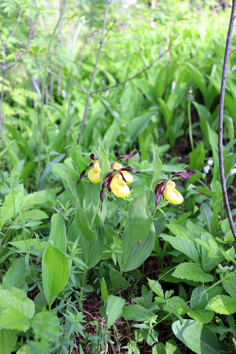 Изображение особи Cypripedium calceolus.