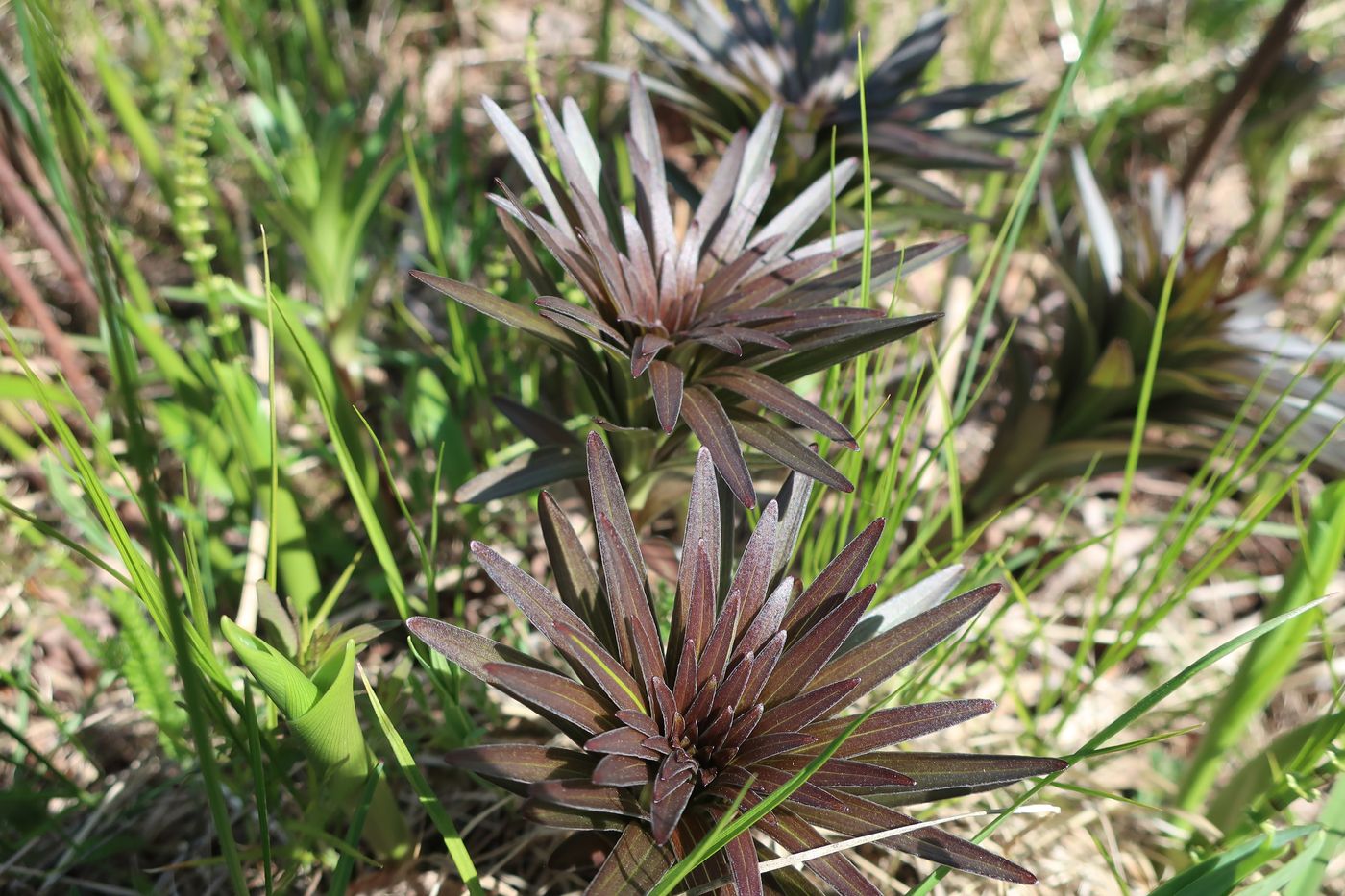 Image of Lilium maculatum specimen.
