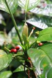genus Aglaonema. Верхушка побега с соплодиями. Малайзия, штат Саравак, округ Мири, национальный парк «Мулу». 12.03.2015.