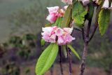 Rhododendron kesangiae. Веточки с соцветиями. Бутан, дзонгхаг Тронгса, национальный парк \"Jigme Singye Wangchuck\". 03.05.2019.