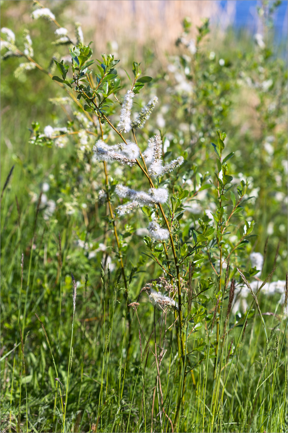 Изображение особи Salix phylicifolia.