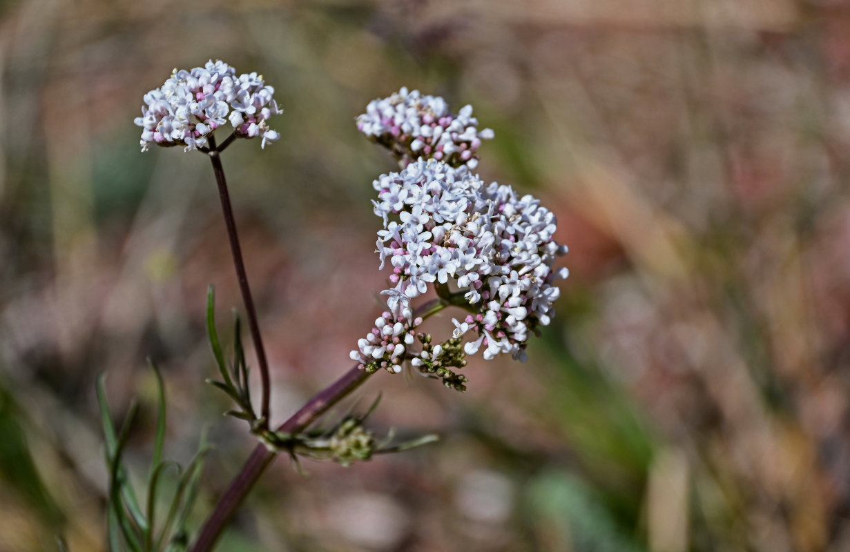 Изображение особи род Valeriana.