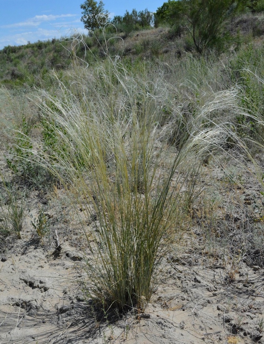 Изображение особи род Stipa.