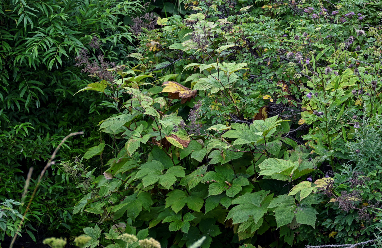 Изображение особи Filipendula camtschatica.