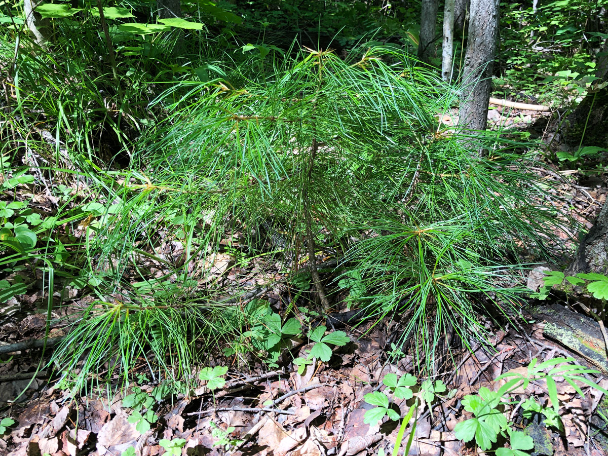 Изображение особи Pinus koraiensis.