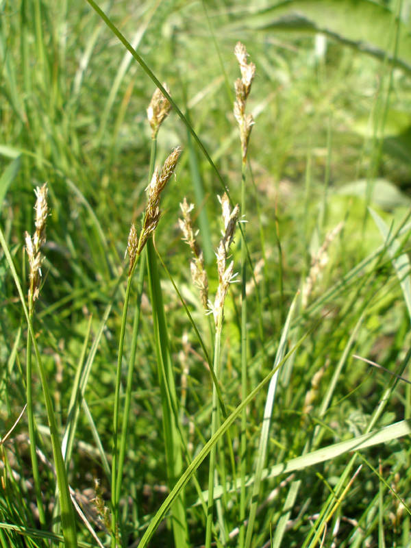 Изображение особи Carex leporina.