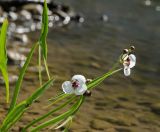 Sagittaria sagittifolia. Верхушки побегов с цветками и бутонами и части листьев. Пермский край, Кунгурский р-н, Ленское сельское поселение, окр. дер. Веслянка, дол. р. Ирень, на мелководье. 6 августа 2022 г.