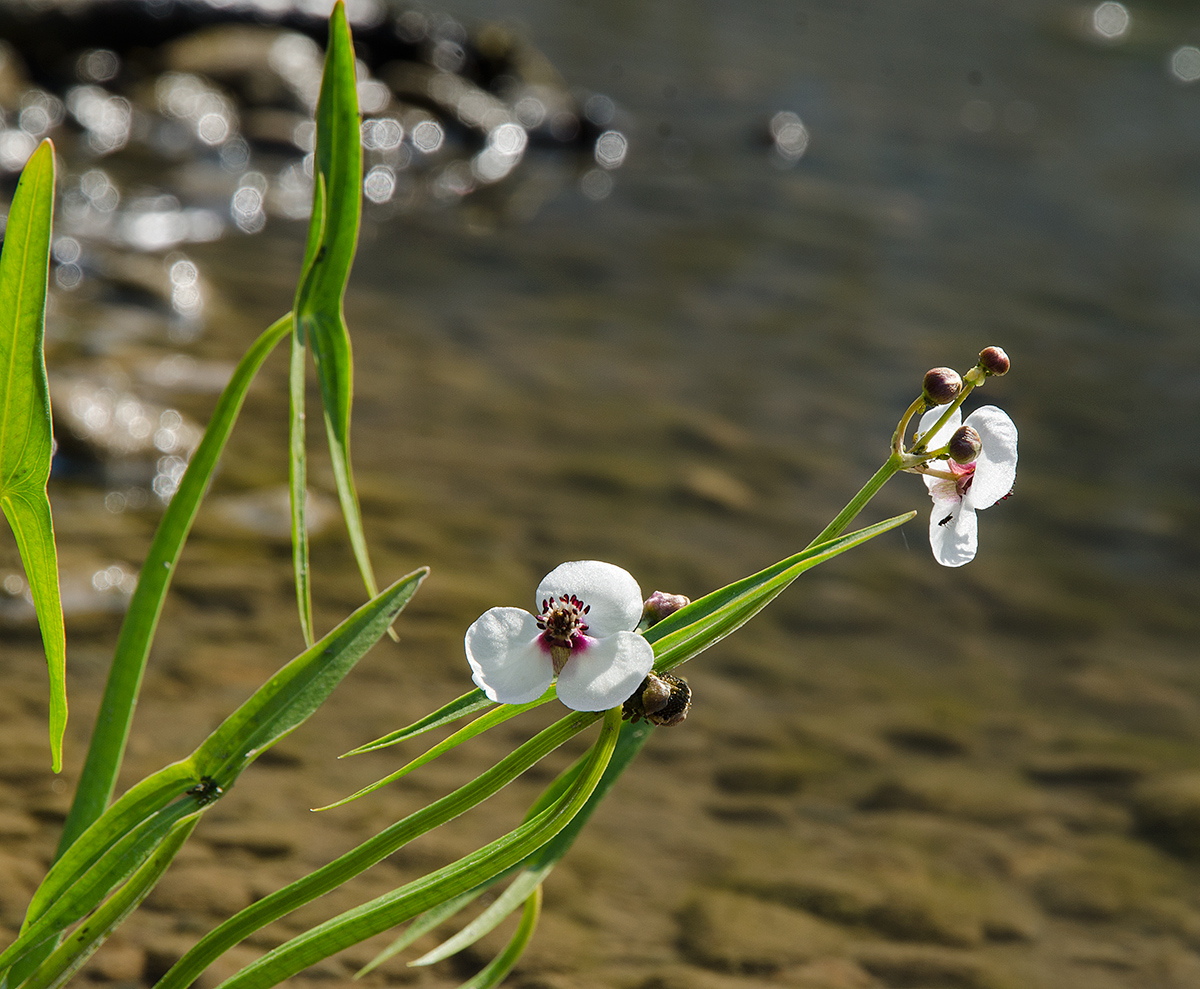 Image of Sagittaria sagittifolia specimen.