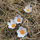 Crocus tauricus