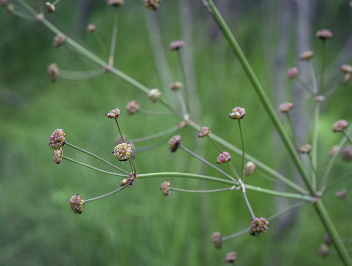 Image of Alisma plantago-aquatica specimen.