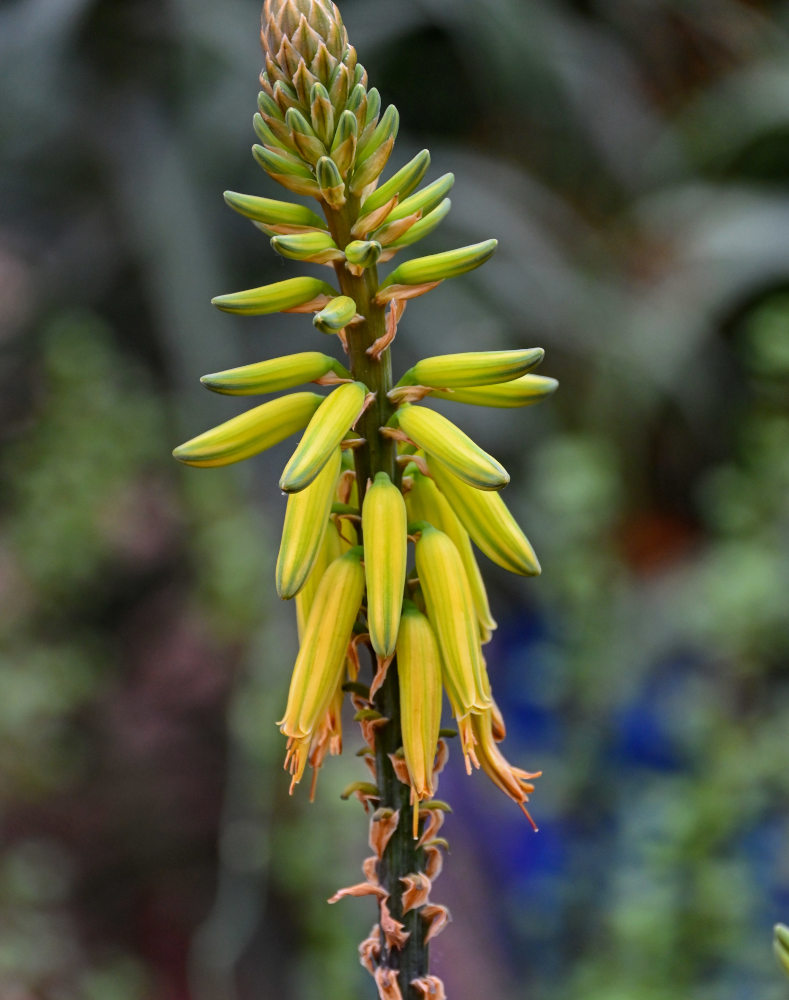 Изображение особи Aloe vera.