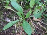 Dipsacus fullonum