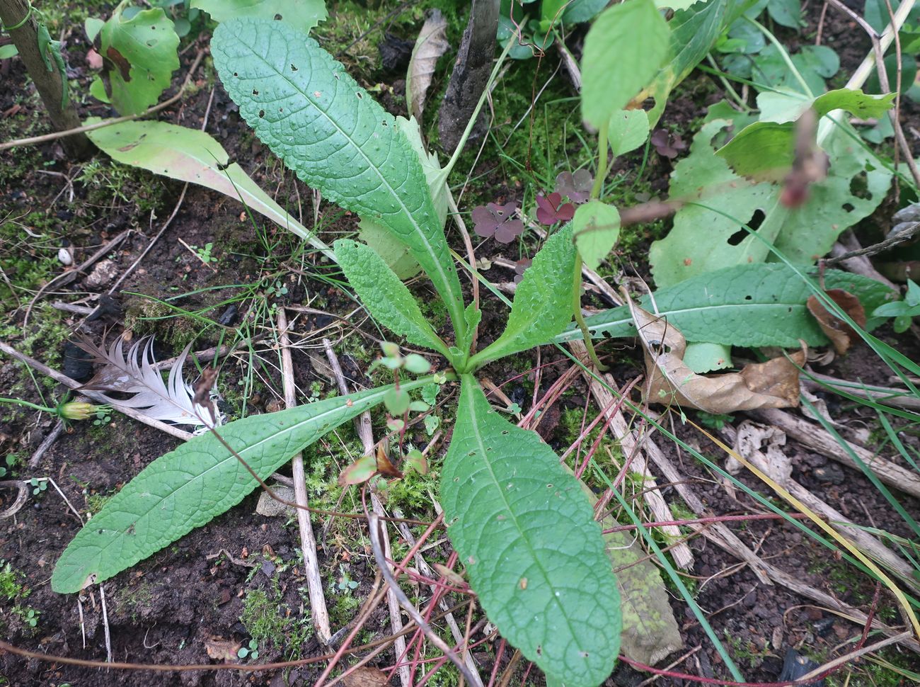 Image of Dipsacus fullonum specimen.